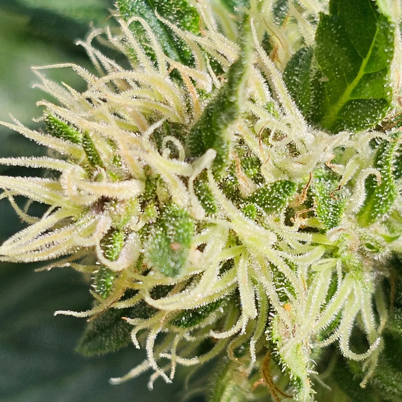 Photographie macro d’une fleur de chanvre claire avec trichomes visibles. Image issue de la culture naturelle Gr33nz