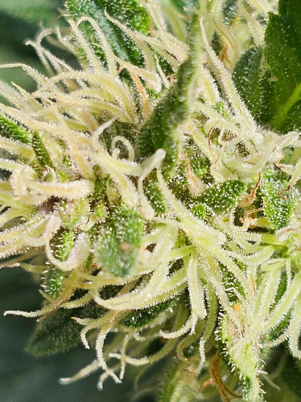 Photographie macro d’une fleur de chanvre claire avec trichomes visibles. Image issue de la culture naturelle Gr33nz