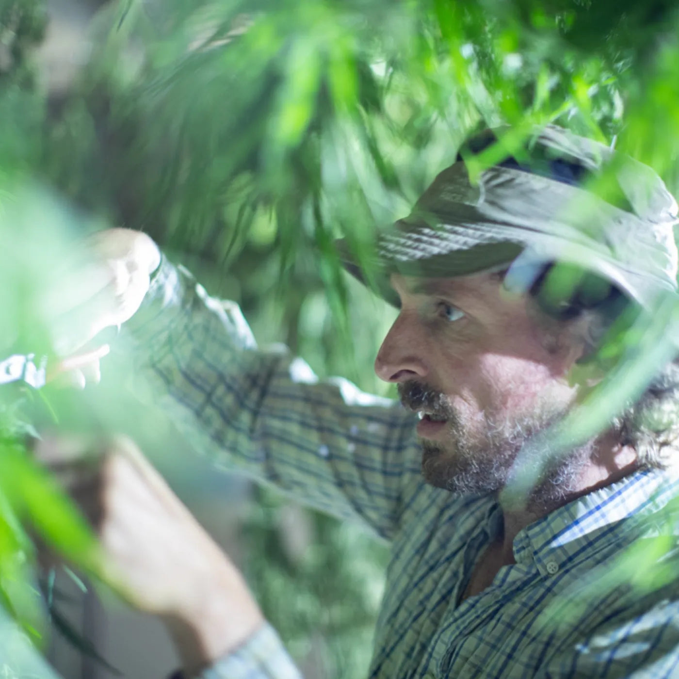 Producteur de chanvre bio observant ses plants avec soin. Culture artisanale et durable issue de la filière Gr33nz