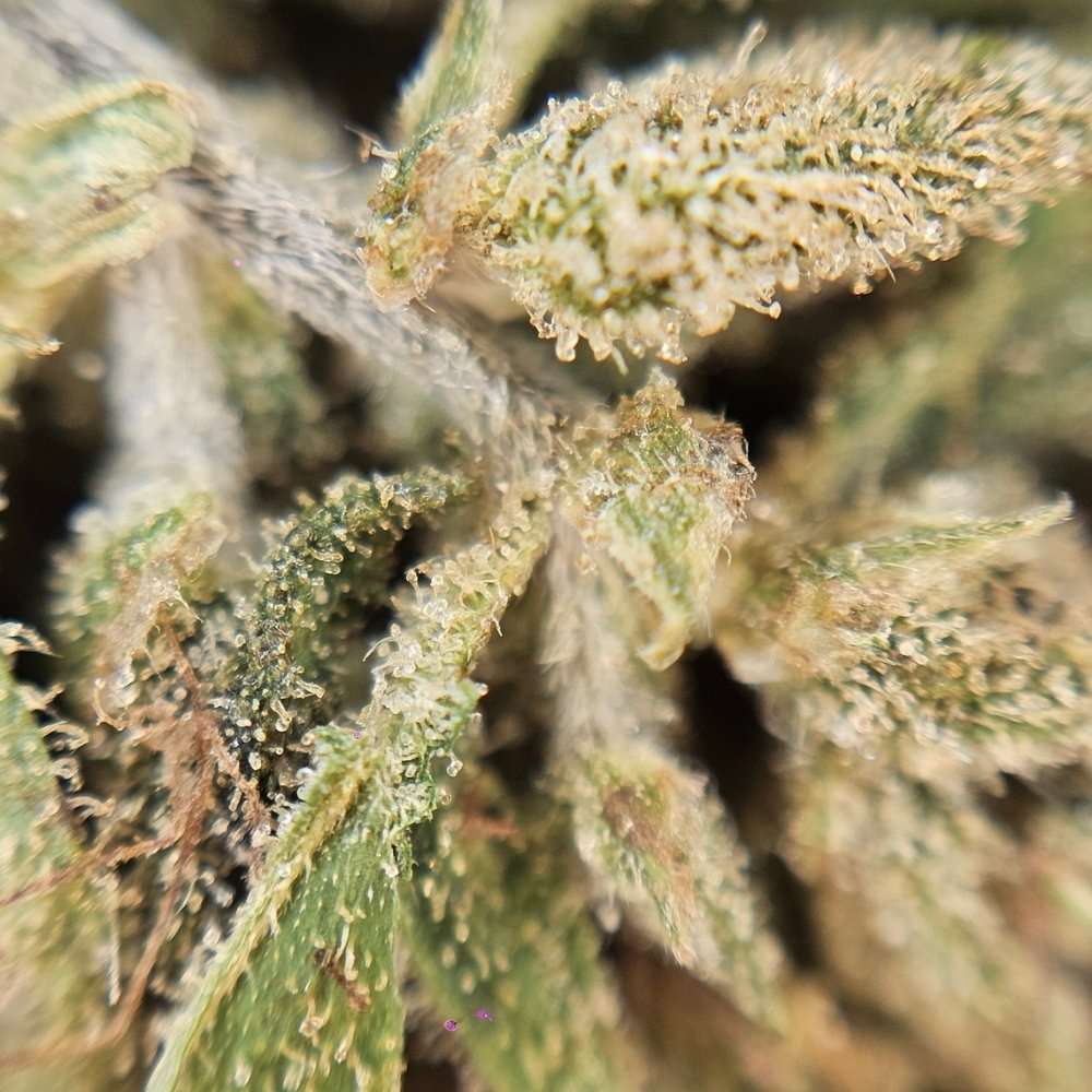 Gros plan macro sur les cristaux de résine d'une fleur de CBD Brûlée, illustrant la richesse en cannabinoïdes de la plante.