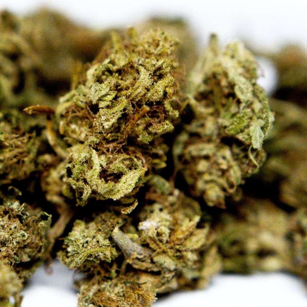 Zoom fleur CBD Surver Haze. Détails des bourgeons et texture résineuse, variété issue de chanvre industriel contrôlé et légal.