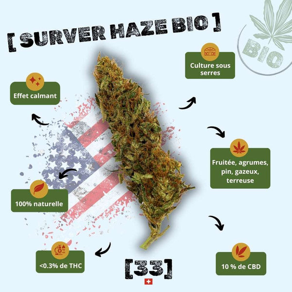 Fleur de CBD Surver Haze Bio Gr33nz, cultivée sous serre, avec un effet calmant, un arôme fruité aux notes d'agrumes, de pin et de terre, et une concentration de 10 % de CBD.gr33nz.com